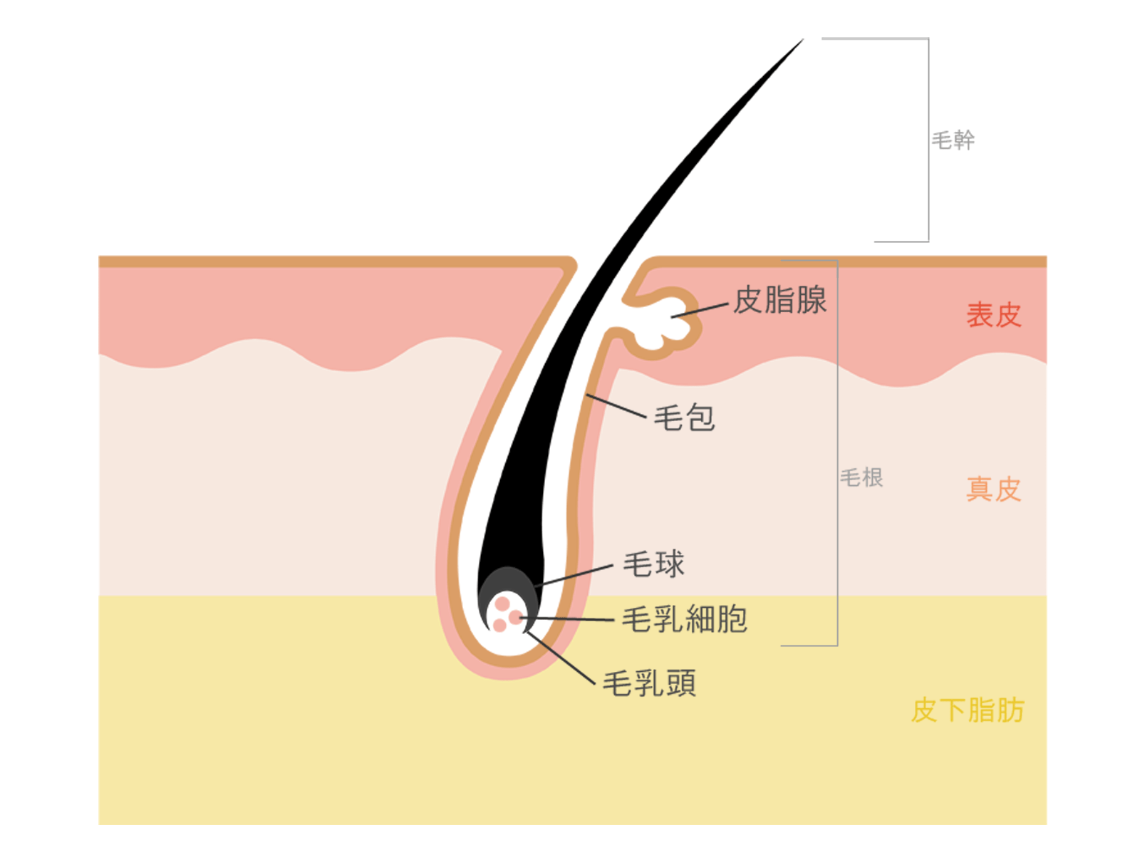 髪の毛の仕組み